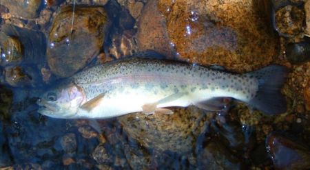0609 Labor Day 18 Little Walker Rainbow