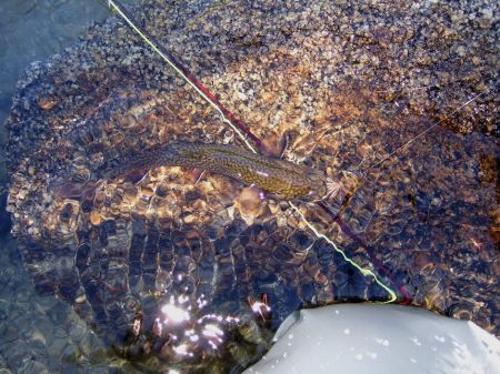 Rock Creek brook trout.