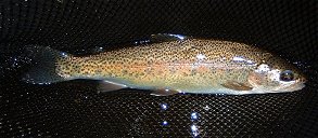Wild Trout from Beardsley