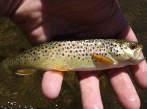 My first East Walker Brown