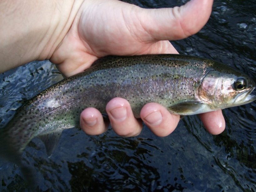 My Tuolumne River Rainbow