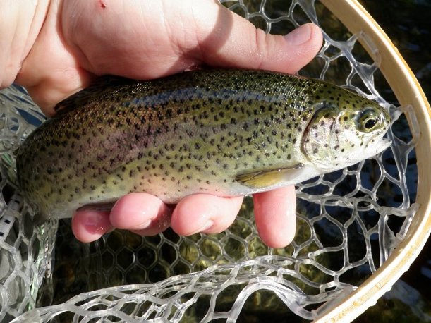 First fish of Opening Day 2010.
