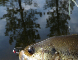 Bass from the Shadows