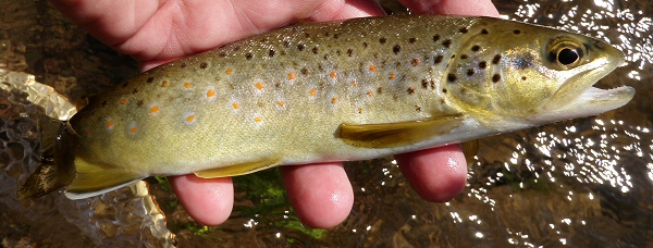Brown Trout from Lyons Canal