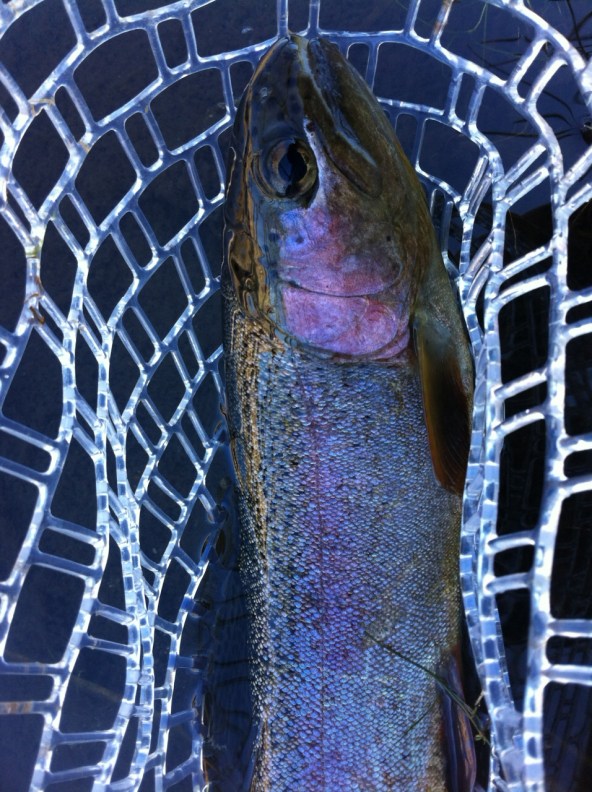 Hot Creek Rainbow