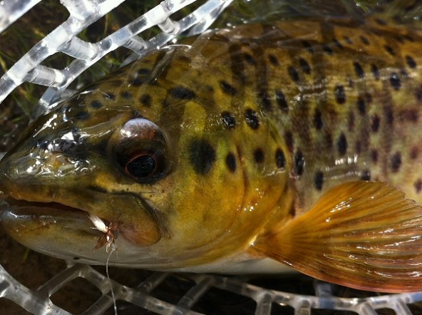 Hot Creek Brown/Small Fly Hot Creek Brown/Small Fly