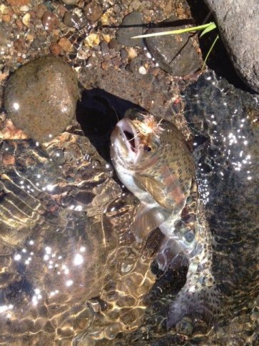 A rainbow trout that's a bit bigger than expected in this small creek.