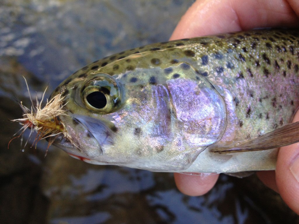 West Walker Wild Rainbow