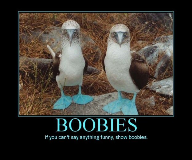 Blue-Footed Boobies