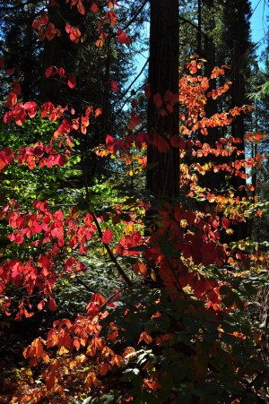 Big Trees & Fall Color