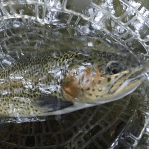 Opening Day Trout, 2015