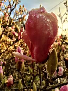2016.01.30.San Francisco Stairs.08 Chinese Tulip Closeup