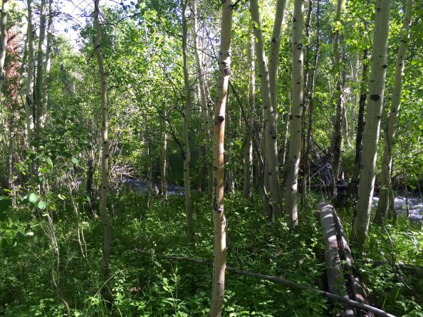 See the path, right there?