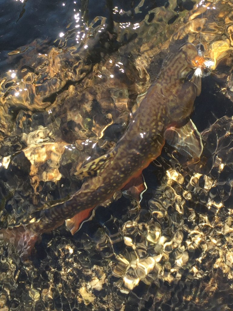 Brook Trout