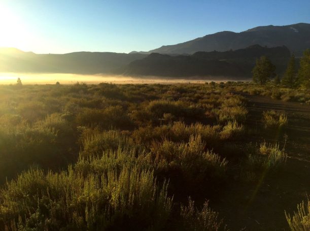 Fog and cows on Pickel Meadow 2017.08.24
